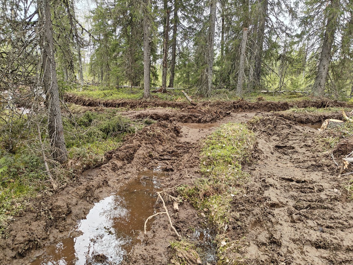 MLiimatainen's tweet photo. Onko Kaupinvaaran luonnonmetsän hakkuusta luvassa tulospalkkio Metsätalous Oy:n toimitusjohtajalle? Entä saako Kainuussa hakkuun "poikkeuksellisen huolellisesti suunnitellut" ammattilaistiimi laatupalkinnon maaston huomioinnista, kts. kuvat?  https://t.co/bv10vyOj6F https://t.co/j1ldTKyRAS