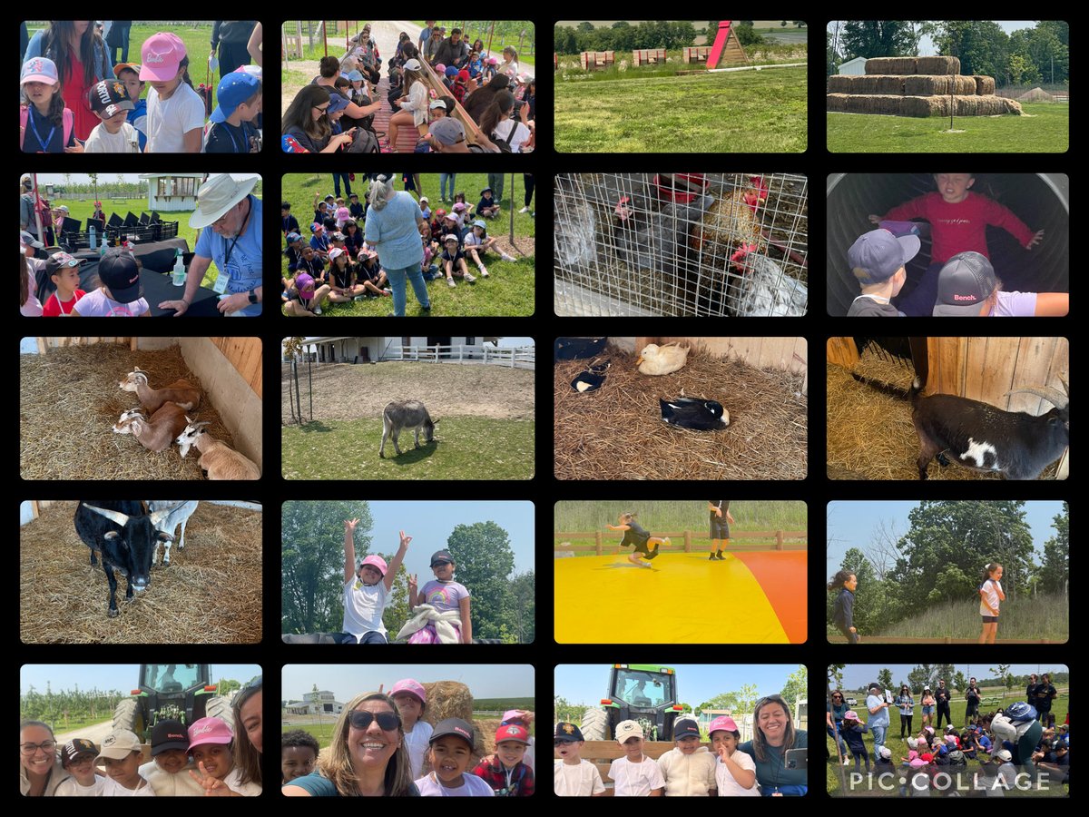 Elp2 &amp; Elp1 had a fantastic fun filled learning experience at Pingle’s Farm. Ss learned about the working 🐝, how to say hello in Polish “Dzień dobry!”to the rooster on the farm and play in some awesome structures. ⁦<a href="/4catholiced/">Joanne Duarte</a>⁩ ⁦<a href="/TCDSB/">Toronto Catholic District School Board</a>⁩ ⁦<a href="/TCDSB_RDAddario/">Robert D’Addario</a>⁩ ⁦