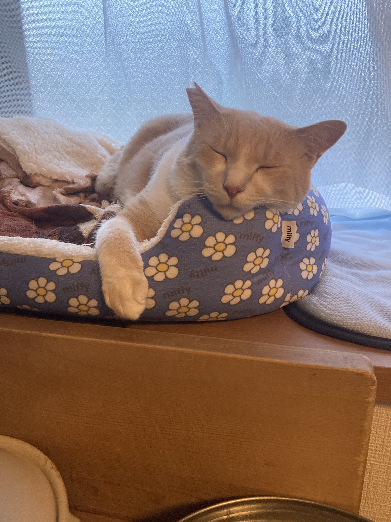 ニャン太様おまとめ ニャン太様おまとめ