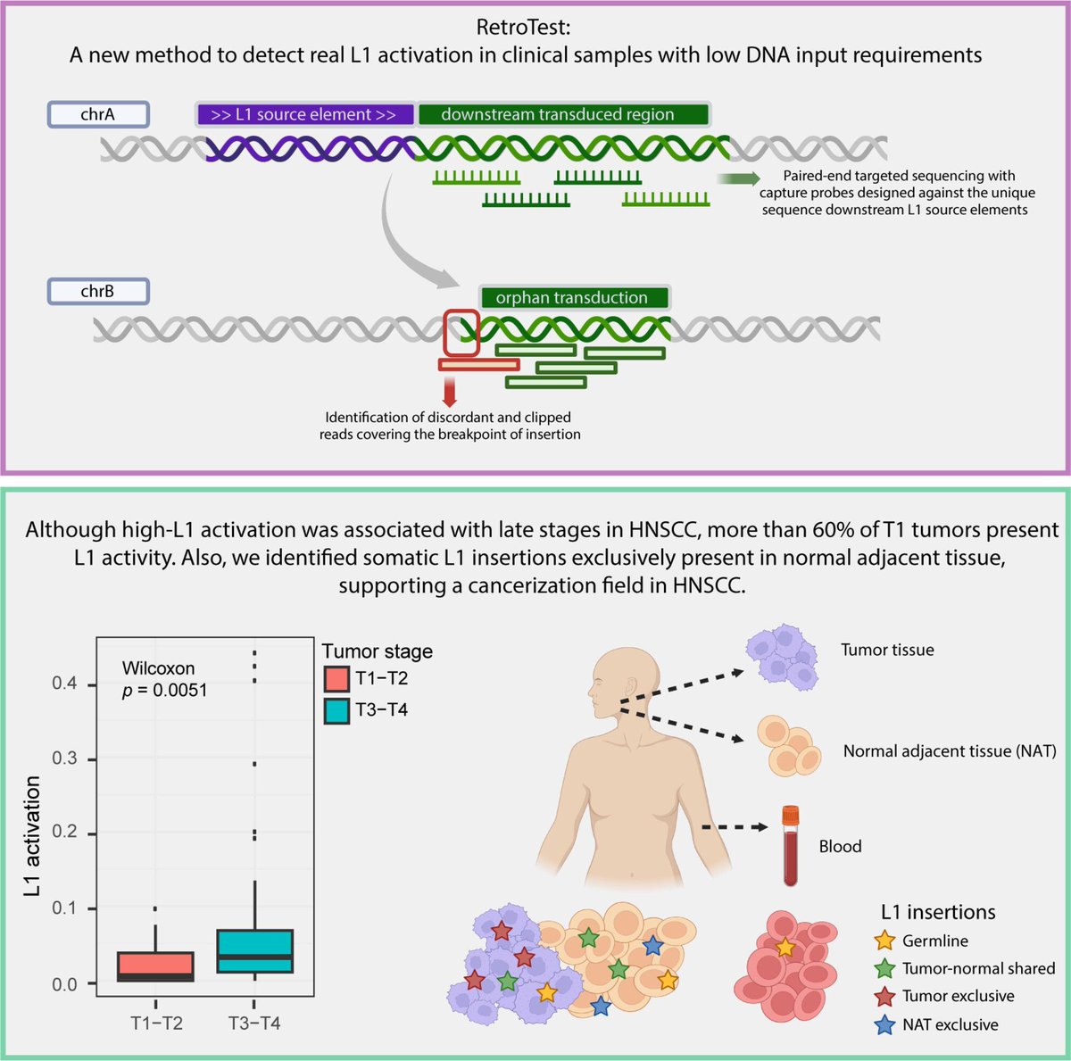Molecular Oncology (@moloncology) on Twitter photo Unraveling LINE-1 retrotransposition in head and neck squamous cell carcinoma
➡️ buff.ly/9WIHa3P
🥼 <a href="/mgallardogomez/">María Gallardo</a> <a href="/ramongescudero/">Ramon Garcia-Escudero</a> <a href="/MobileGenomes/">Jose Tubio’s lab - Mobile Genomes</a>
#Retrotransposition #HNSCC #LINE1 Unraveling LINE-1 retrotransposition in head and neck squamous cell carcinoma
➡️ buff.ly/9WIHa3P
🥼 <a href="/mgallardogomez/">María Gallardo</a> <a href="/ramongescudero/">Ramon Garcia-Escudero</a> <a href="/MobileGenomes/">Jose Tubio’s lab - Mobile Genomes</a>
#Retrotransposition #HNSCC #LINE1