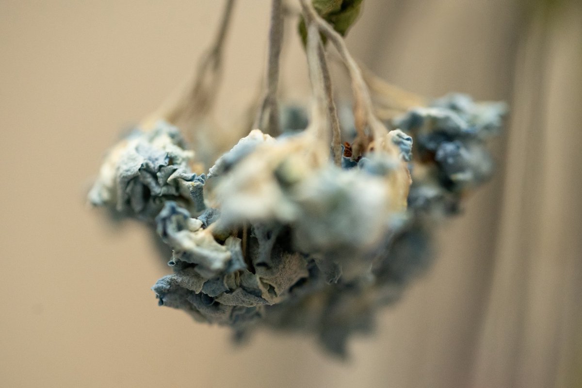 oysm1's tweet photo. Even without blue, it remembers the sound. – Oh Slime (Live)#5 (Fishmans)
#OhSlime
#FishmansLive
#WitheredSoundscape
#ColorOfMemory
#HydrangeaDiary
#BlueNoLonger
#SlowFade
#枯れても響く https://t.co/2sIFtH46Rg