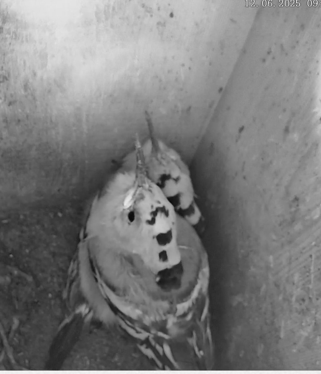 Ma quanto sono cresciute le nostre upupe? 🥰
È così velocemente ❤️
Buona vita piccoline 🍀
Seguile - ancora per poco - live su ficedula.ch