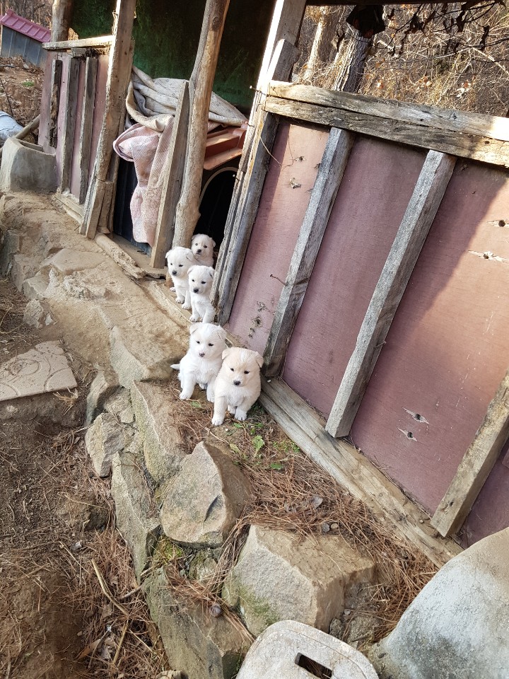 시골에 사는 동물들 평소랑 다르면 관심갖는거 넘 웃김 나도 옛날에 시골가서 강아지랑 산책했는데 동네 애기 강아지 다 구경나왔어