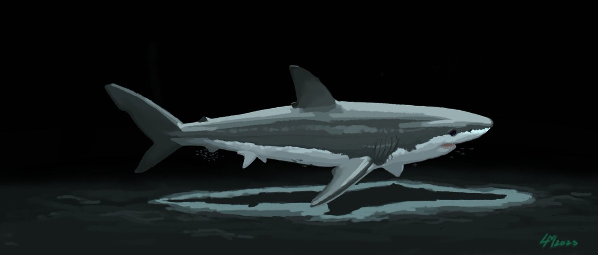 MEGALODON. Here's some for the shark fans~

#megalodon #sharks