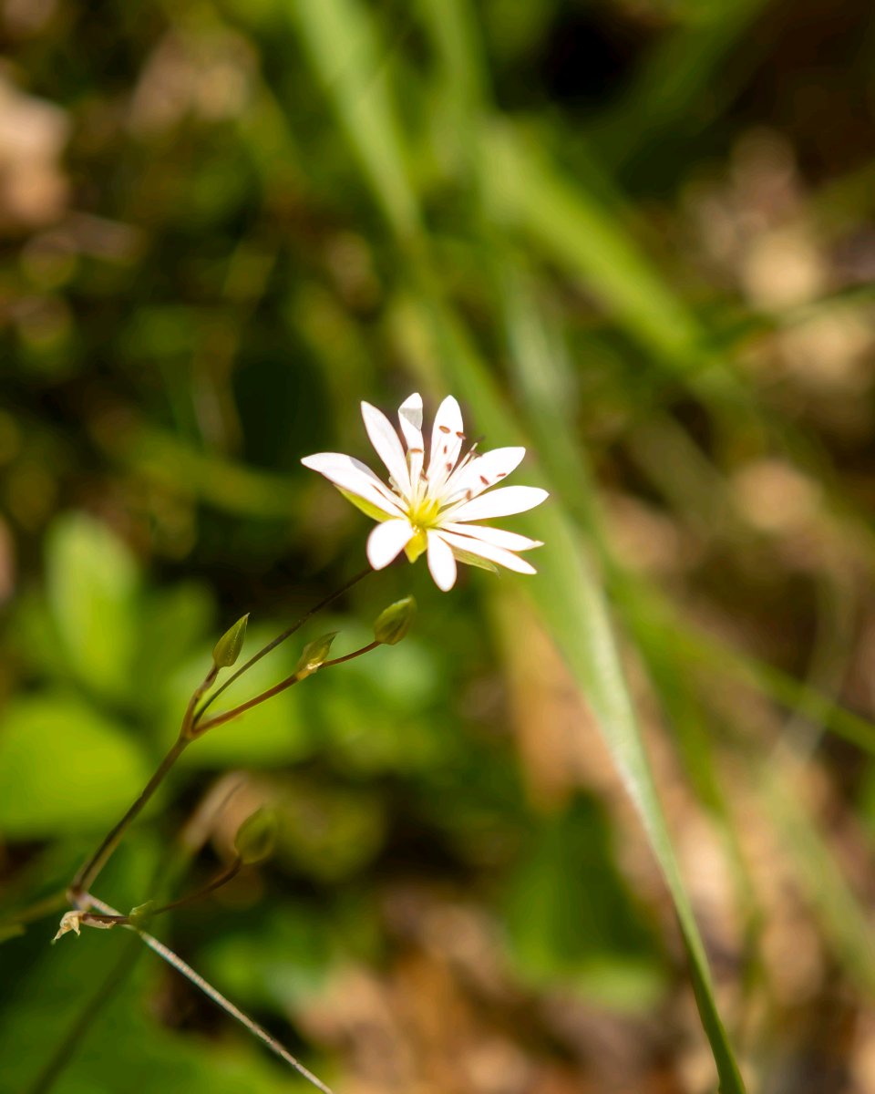 podbukovc's tweet image. True beauty doesn’t need to be loud. It waits, quietly radiant, for a soul that knows how to look. 🌿✨🌸

#Podbukovc #SimpleLiving #SlowLiving #TinyFlowerPower #WildAndPeaceful