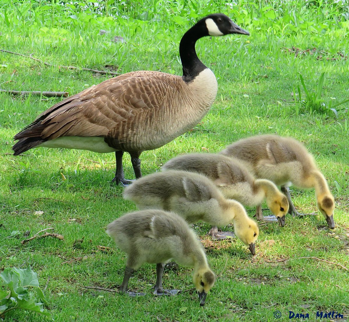 A Canada Goose watches her goslings dine in line near the Central Park Lake. #birdcpp