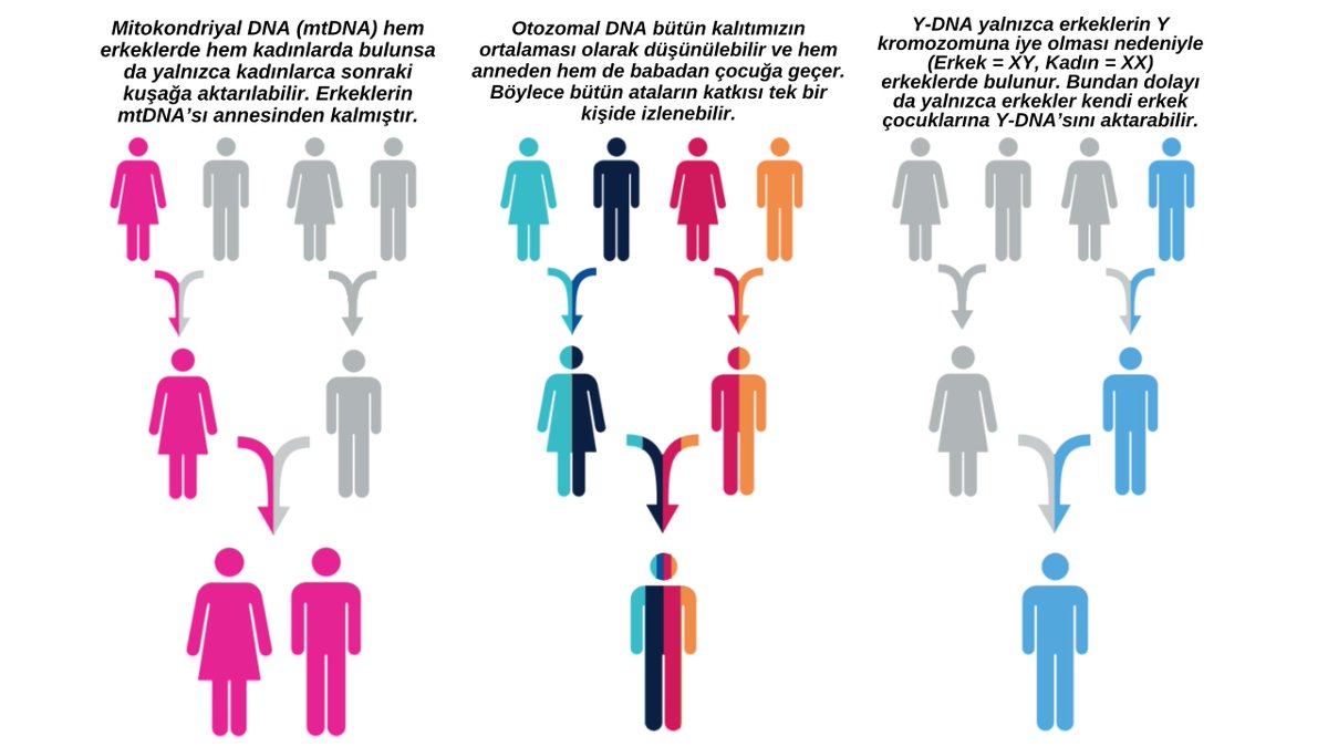 TurkishGenomics's tweet photo. Hangi DNA testini almalıyım? Otozomal test, Y-DNA (baba soy hattı) testi ve mtDNA (anne soy hattı) testlerinden hangisi daha önemli?
Özet Yanıt: Araştırma amacınıza bağlı.

>Otozomal DNA testleri şu durumlarda mantıklıdır:
•Etnik kökeninizi genel hatlarıyla öğrenmek istiyorsanız,
•Son 200 yıl içindeki eşleşmelerinizi ve akrabalarınızı araştırıyorsunuz,
•Hem anne hem baba tarafından gelen soy katkılarını görmek istiyorsanız,
•Kuzen, teyze, hala, dayı gibi yakın akrabalarla ilişkinizi doğrulamak istiyorsanız,
•Evlatlık gibi durumları araştırmak istiyorsanız,
•En uygun fiyatlı ve en basit soy testi yöntemini arıyorsanız.

>Y-DNA testi şu durumlarda mantıklıdır:
•Ataerkil bir boydan (Türkmen ya da Kürt boyları gibi) geliyorsanız,
•Soyadınızın ya da lakabınızın yüzyıllardır kullanıldığı bir ülkede yaşıyorsanız,
•Baba soy hattınızla ilişkili olduğunu düşündüğünüz 200 yıldan daha eski kişileri, ortak ataları ya da bağlantıları araştırıyorsanız,
•Antik örneklerle bağlantıları araştırıyorsanız,
•Önemli tarihi bir kişinin baba soyunuzdan doğrudan akrabanız olduğunu düşünüyorsanız.

>mtDNA testi şu durumlarda mantıklıdır:
•Anne soy hattınızla ilişkili olduğunu düşündüğünüz 200 yıldan daha eski kişileri, ortak ataları ya da bağlantıları araştırıyorsanız,
•Önemli tarihi bir kişinin doğrudan anne soy hattınızdan geldiğini düşünüyorsanız,
•Hem erkek hem kadınlarda mtDNA olduğu için ve bunun testi ikisine de yapılabildiği için, cinsiyetten bağımsız eşleşme bulma olanağı sağlıyorsa,
•mtDNA testlerinin, Y-DNA çözümlemelerine kıyasla diğer sitelerde daha düşük çözümleme ve yorumlama ücretlerine iye olmasını göz önünde bulunduruyorsanız,
•FTDNA tarafından tasarlanan yeni MitoTree’nin (anne soy hattı ağacı), mtDNA testlerine ilgiyi yeniden canlandırması nedeniyle daha önce Y-DNA testi yaptıramamış kadınlar için derinlemesine soy çözümlemesi olanağına ilginiz varsa.

Görsel: @oguzhantekden