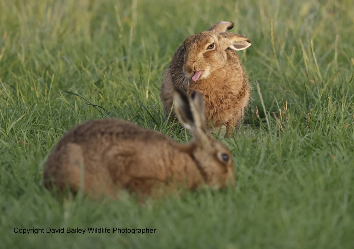 David Bailey (@davidbaileywild) on Twitter photo Cheeky! Not sure if the sticking out of tongue was towards me or his partner, make up your own mind! <a href="/springmeister/">jenny seagrove πππ</a> <a href="/PeterEgan6/">Peter Egan</a> <a href="/marcthevet/">Marc Abraham OBE</a> <a href="/rickygervais/">Ricky Gervais</a> <a href="/Only9built/">Electric Blueπ§’π</a> <a href="/CBTHunting/">Campaign to Ban Trophy Hunting</a> <a href="/beaverafanc/">Welsh Beaver Project</a> <a href="/Welshsquirrels/">Dr Craig Shuttleworth</a> <a href="/PinemartensUK/">Stuart Edmunds</a> <a href="/BBCRadioSolent/">BBC Radio Solent</a> <a href="/BBCSouthNews/">BBC Hampshire & Isle of Wight</a> Cheeky! Not sure if the sticking out of tongue was towards me or his partner, make up your own mind! <a href="/springmeister/">jenny seagrove πππ</a> <a href="/PeterEgan6/">Peter Egan</a> <a href="/marcthevet/">Marc Abraham OBE</a> <a href="/rickygervais/">Ricky Gervais</a> <a href="/Only9built/">Electric Blueπ§’π</a> <a href="/CBTHunting/">Campaign to Ban Trophy Hunting</a> <a href="/beaverafanc/">Welsh Beaver Project</a> <a href="/Welshsquirrels/">Dr Craig Shuttleworth</a> <a href="/PinemartensUK/">Stuart Edmunds</a> <a href="/BBCRadioSolent/">BBC Radio Solent</a> <a href="/BBCSouthNews/">BBC Hampshire & Isle of Wight</a>