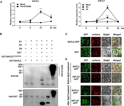 Horticulture Research (@hortres) on Twitter photo Study reveals SlATL2 E3 ligase dampens tomato immunity to Pst DC3000 by degrading SlCSN5a. Insights for crop resistance! #PlantImmunity #E3Ligase <a href="/OxfordJournals/">Oxford Journals</a>
Details: doi.org/10.1093/hr/uha… Study reveals SlATL2 E3 ligase dampens tomato immunity to Pst DC3000 by degrading SlCSN5a. Insights for crop resistance! #PlantImmunity #E3Ligase <a href="/OxfordJournals/">Oxford Journals</a>
Details: doi.org/10.1093/hr/uha…