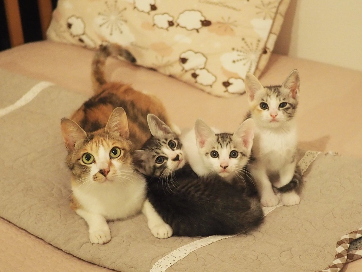 apricot🐾 (@chihua_nekodays) / Posts / X