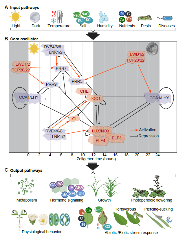 Abiotic stress in plants (Green Survivors) (@abioticstress) on Twitter photo Review by Li et al. <a href="/MPlantPCom/">Molecular Plant & Plant Communications</a>
#Transcriptional Activation & #Repression in the Plant #Circadian Clock: Revisiting Core #Oscillator #Feedback Loops and Output Pathways
cell.com/plant-communic…
<a href="/sci_plant/">Plant Science</a> <a href="/circadian/">circadian</a> <a href="/UNL_CropWatch/">Nebraska CropWatch</a> <a href="/TosariCropRC/">Tosari Crop Research Centre</a> <a href="/CellAtlas/">PlantCellAtlas.bsky.social</a> <a href="/best_crop/">BEST-CROP</a> <a href="/DC_SciArt/">Daria Chrobok (Ph.D.)</a> Review by Li et al. <a href="/MPlantPCom/">Molecular Plant & Plant Communications</a>
#Transcriptional Activation & #Repression in the Plant #Circadian Clock: Revisiting Core #Oscillator #Feedback Loops and Output Pathways
cell.com/plant-communic…
<a href="/sci_plant/">Plant Science</a> <a href="/circadian/">circadian</a> <a href="/UNL_CropWatch/">Nebraska CropWatch</a> <a href="/TosariCropRC/">Tosari Crop Research Centre</a> <a href="/CellAtlas/">PlantCellAtlas.bsky.social</a> <a href="/best_crop/">BEST-CROP</a> <a href="/DC_SciArt/">Daria Chrobok (Ph.D.)</a>