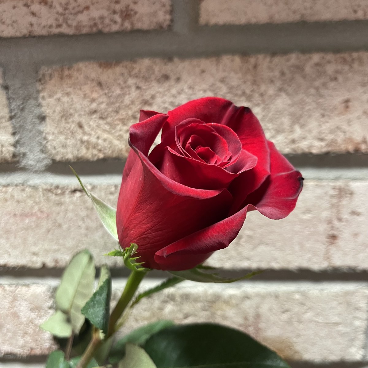 SteinFlorist's tweet photo. 🌹 Happy National Red Rose Day! 🌹 Today, let’s celebrate the beauty and love symbolized by these stunning blooms.
.
.
#RedRoseDay #LoveInBloom #steinflorist #steinyourflorist #flowers #florist #flowershop #floristry #redroses #redrose #roses #rose #rosemonth https://t.co/k4diKOmxj4