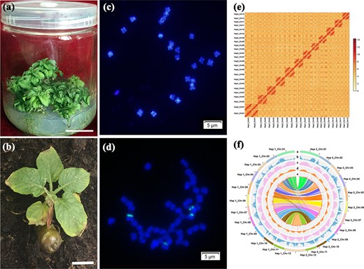 Horticulture Research (@hortres) on Twitter photo High-quality potato genome unlocks key genes like StTST2 for yield & quality. Boosting molecular breeding! #PotatoGenome #CropImprovement <a href="/OxfordJournals/">Oxford Journals</a>
Details: doi.org/10.1093/hr/uha… High-quality potato genome unlocks key genes like StTST2 for yield & quality. Boosting molecular breeding! #PotatoGenome #CropImprovement <a href="/OxfordJournals/">Oxford Journals</a>
Details: doi.org/10.1093/hr/uha…