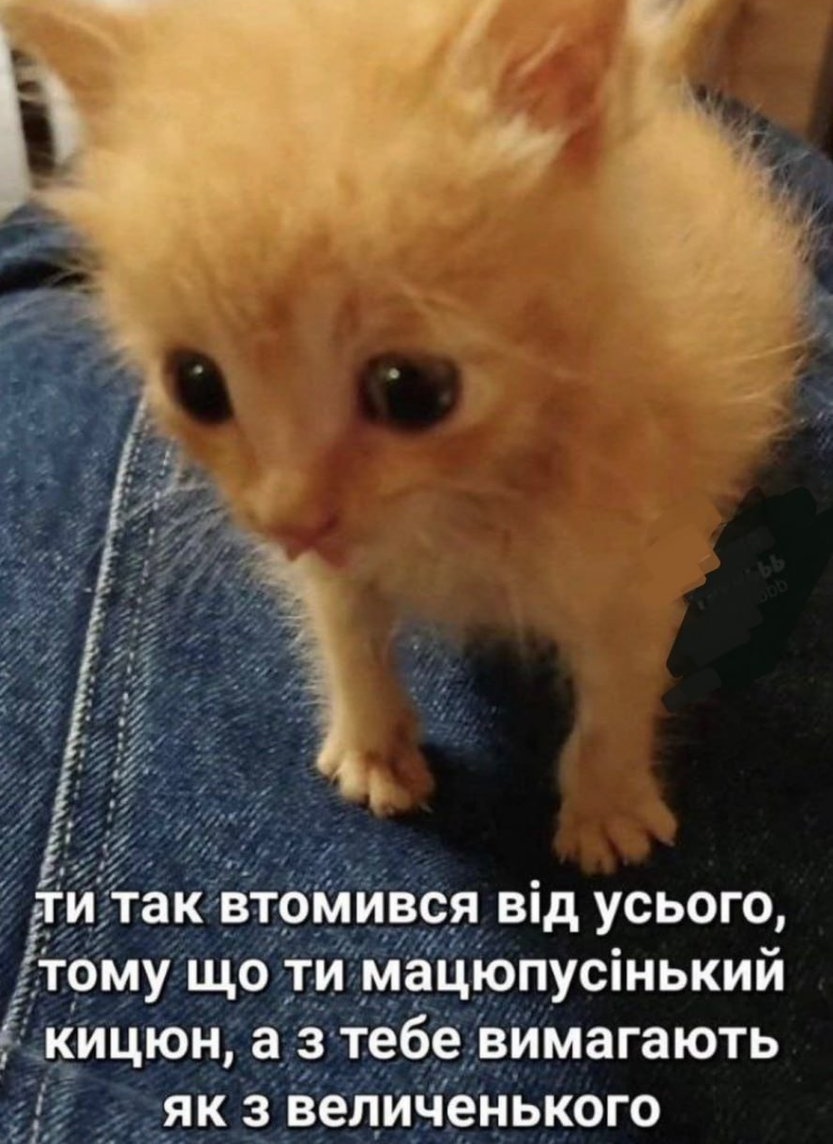 Малеча 🏳️‍🌈 (@odna_malecha) on Twitter photo 