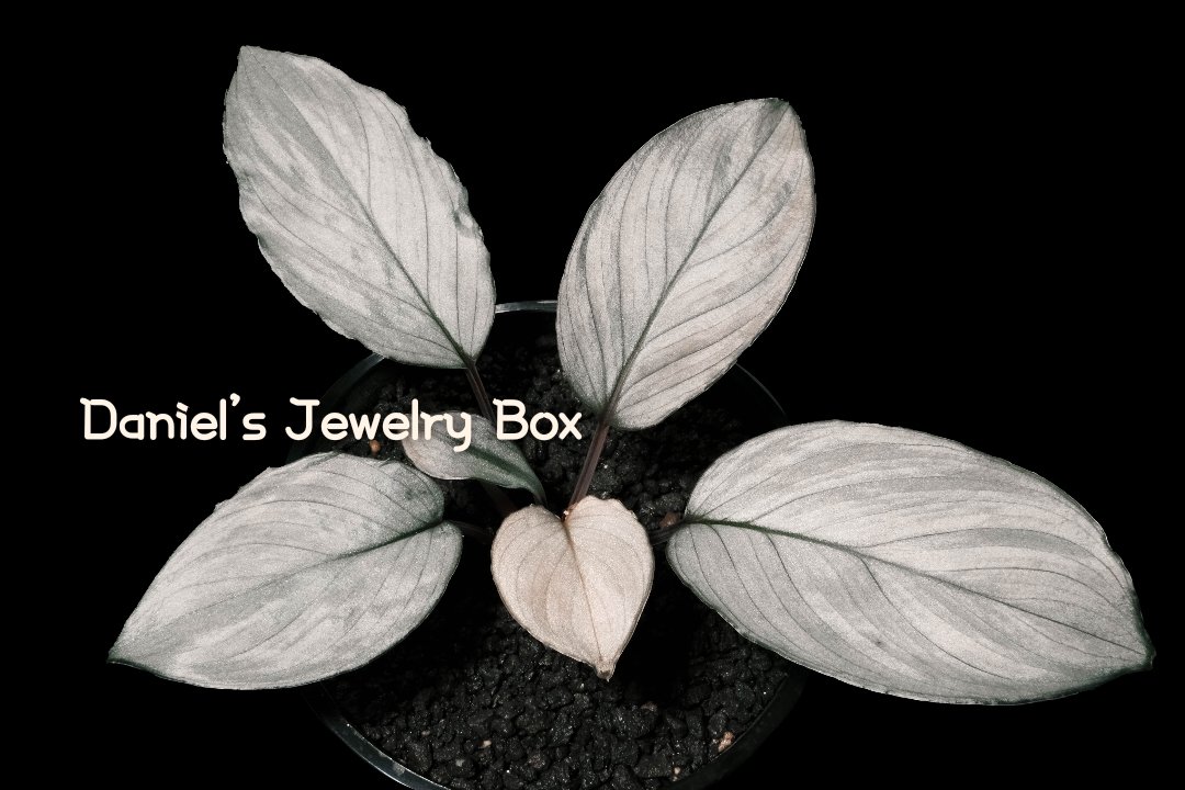 Homalomena sp."Black Vein"
Kepulauan riau [DJB20XX-05A]

#homalomena #ホマロメナ #vivarium #terrarium #tropicalplants #paludarium #ブセファランドラ #観葉植物 #熱帯植物 #雨林植物 #パルダリウム #テラリウム #熱帯雨林植物 #furtadoa #bucephalandra #DJB便 #rainforestplants