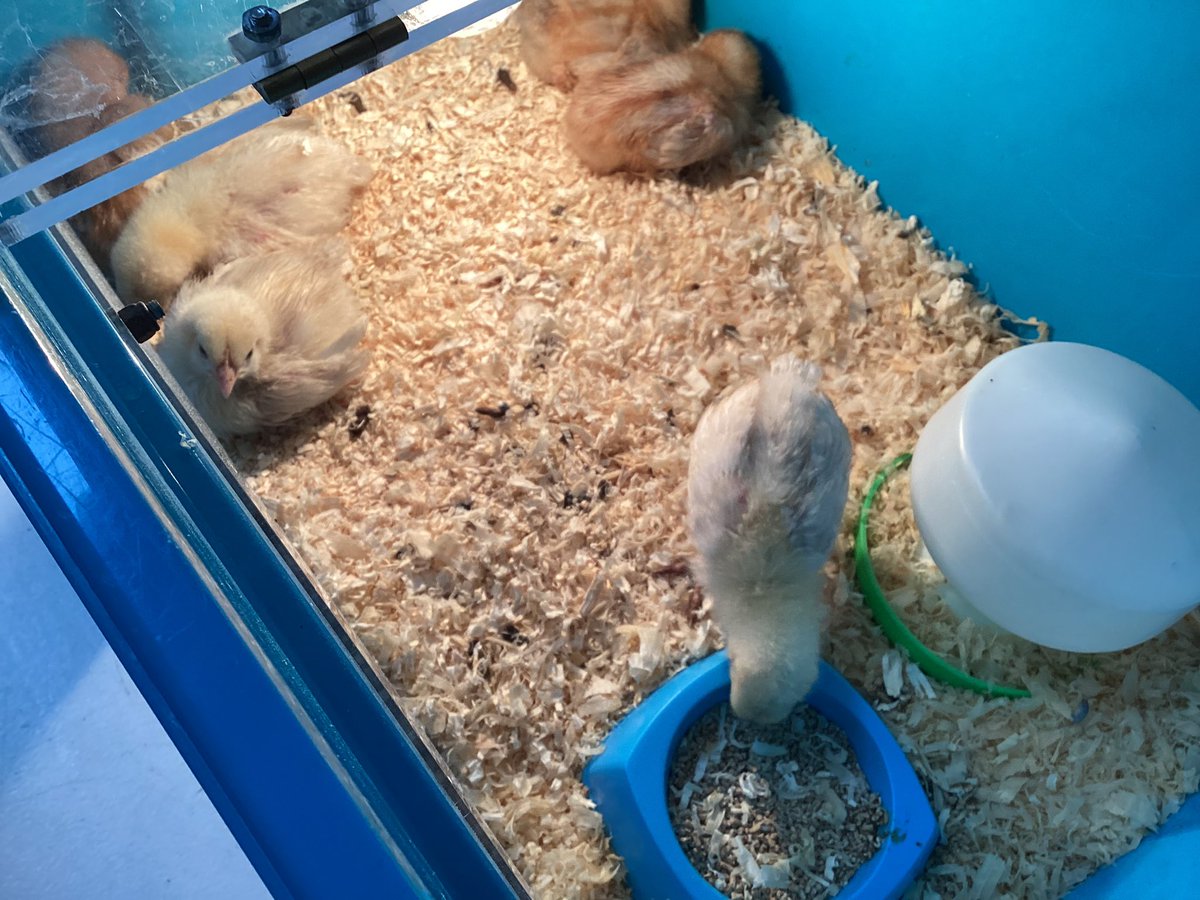 The Eversley chicks are hatched and provided us with lots of joy before they go to their forever home tomorrow 🐤🐥🐣