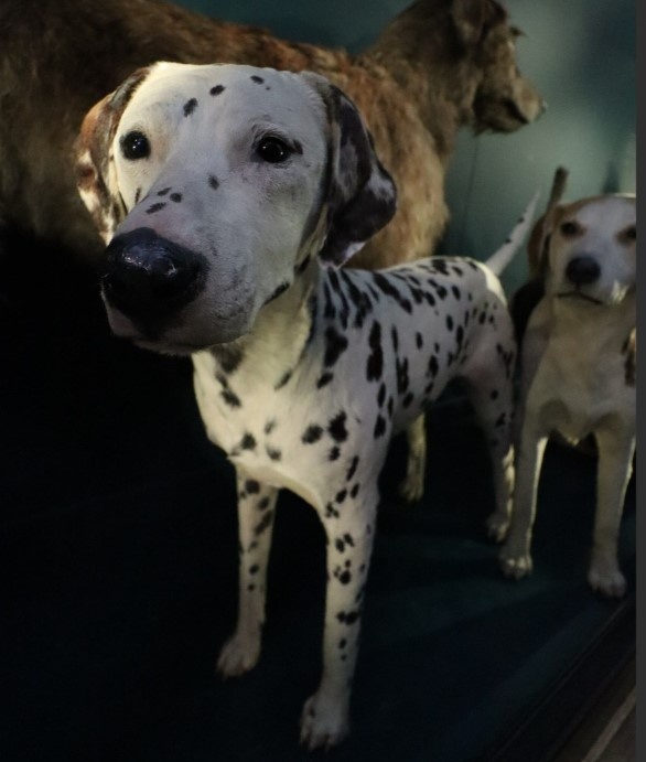 No-one quite knows how the Dalmation dog came to Europe, but they were fashionable by the 19th Century. However, it was the book "101 Dalmatians" and the follow-on film that really put the breed on the map and they have been popular pets ever since!