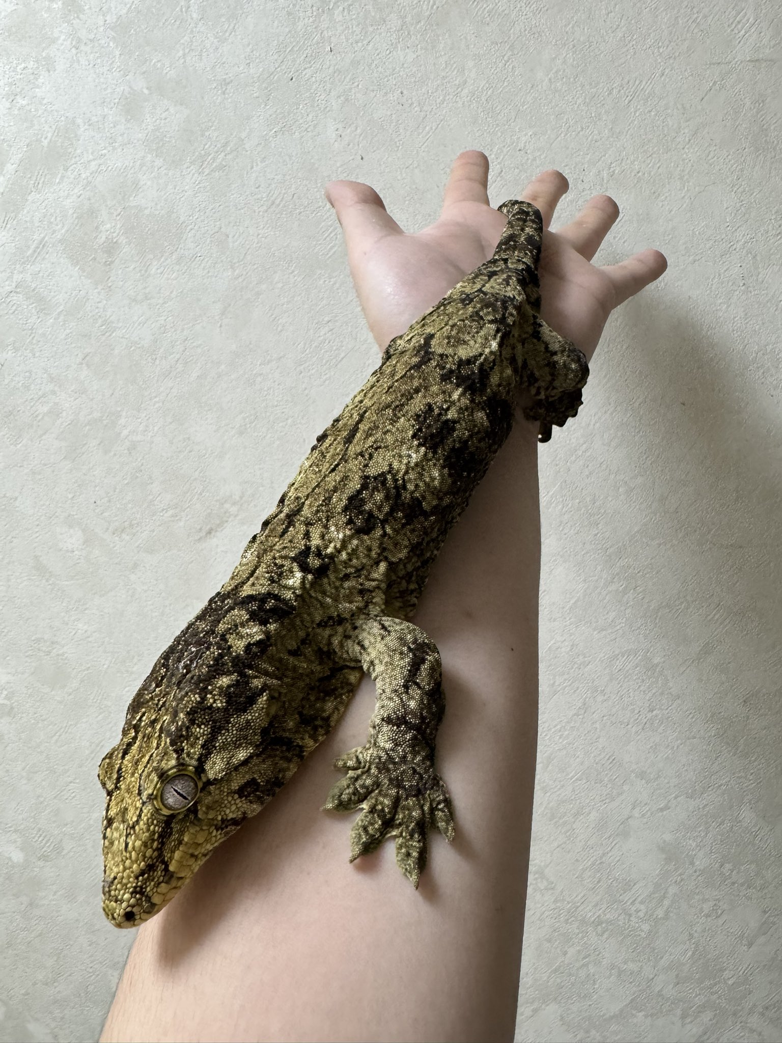 Reptile shop Listy Lizards List (@Lizard3917) / X