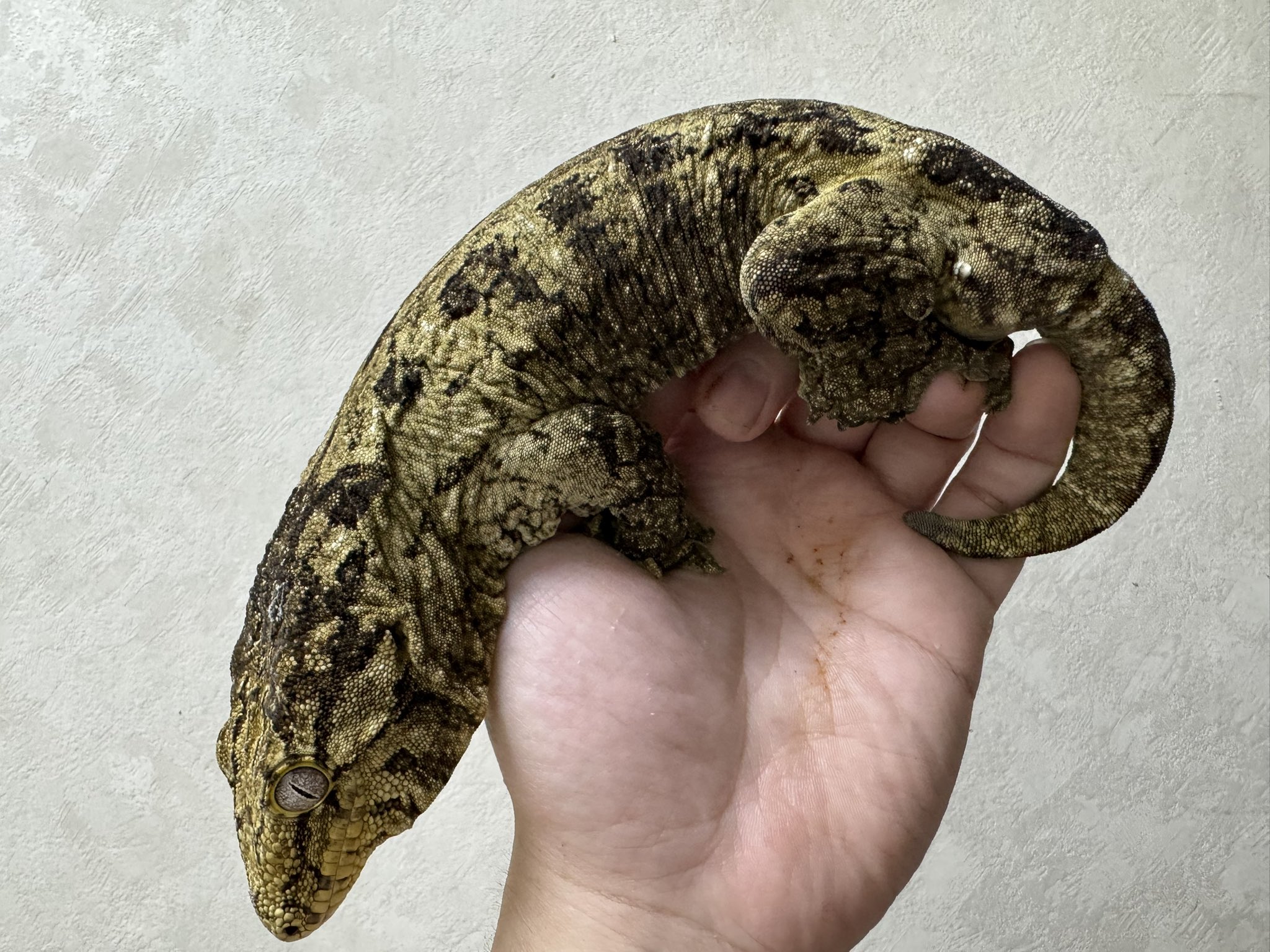 K. Cantrell作Gecko （ゲッコートカゲ）置物限定作品合金メタル クレステッドゲッコー(オオカンミカドヤモリ) – metallico