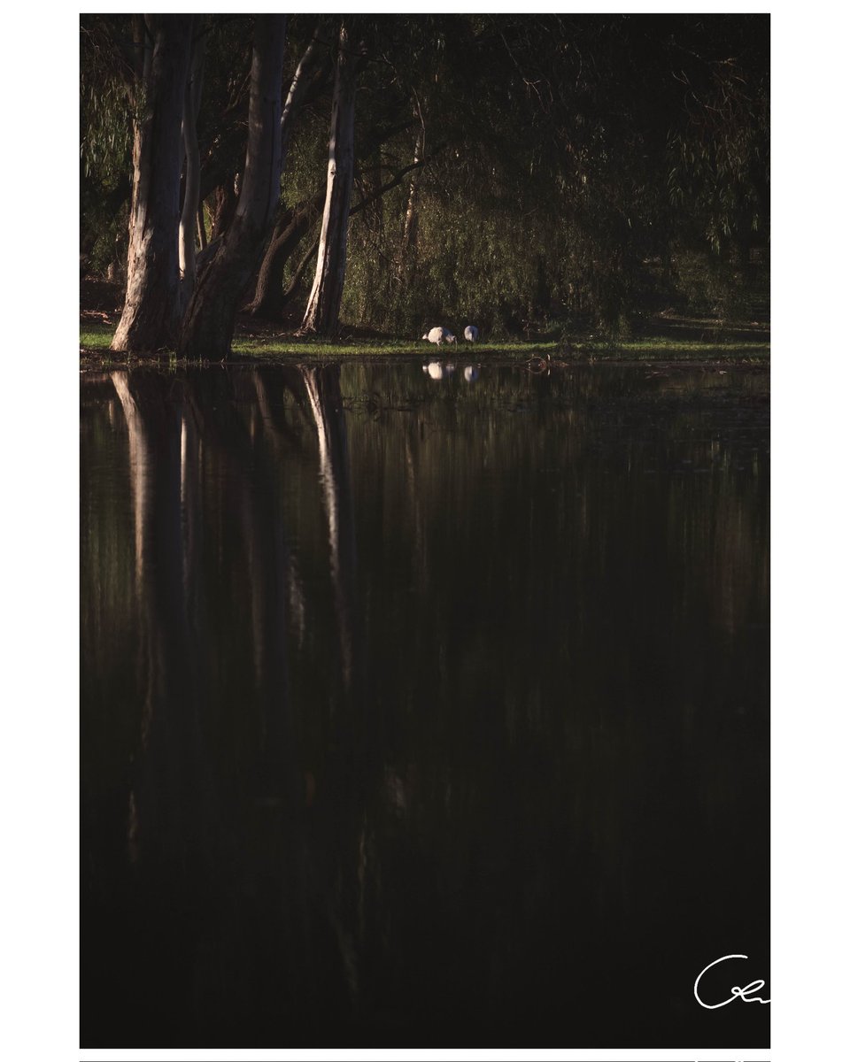 CellsDivide7's tweet photo. Reflect like mud covered bones in decay,
refract like sunlight that won't find its way.
Stand like thin trees where shadows hide away,
fall like the dying forest—yet still, you stay. https://t.co/AK3ey1f6XZ
