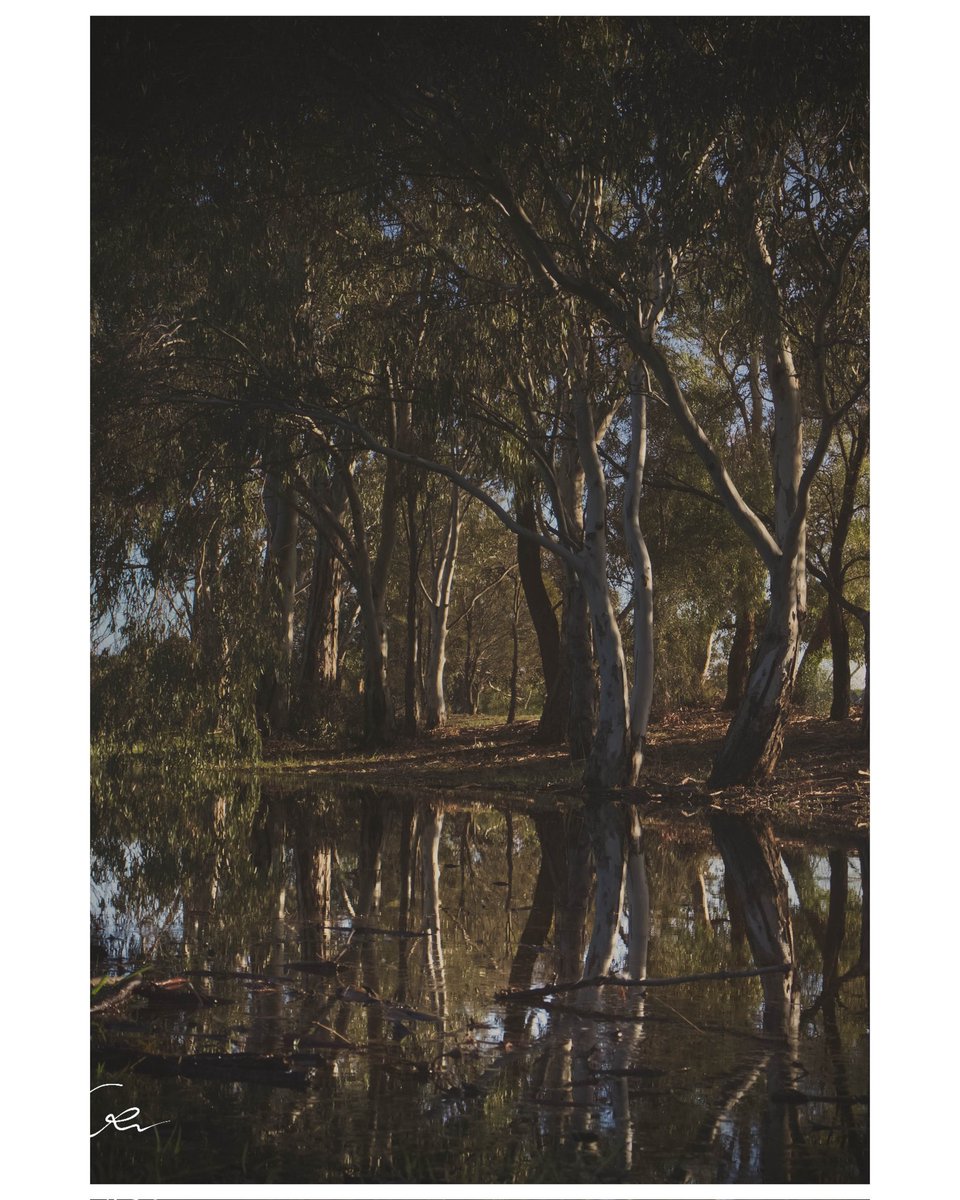 CellsDivide7's tweet photo. Reflect like mud covered bones in decay,
refract like sunlight that won't find its way.
Stand like thin trees where shadows hide away,
fall like the dying forest—yet still, you stay. https://t.co/AK3ey1f6XZ