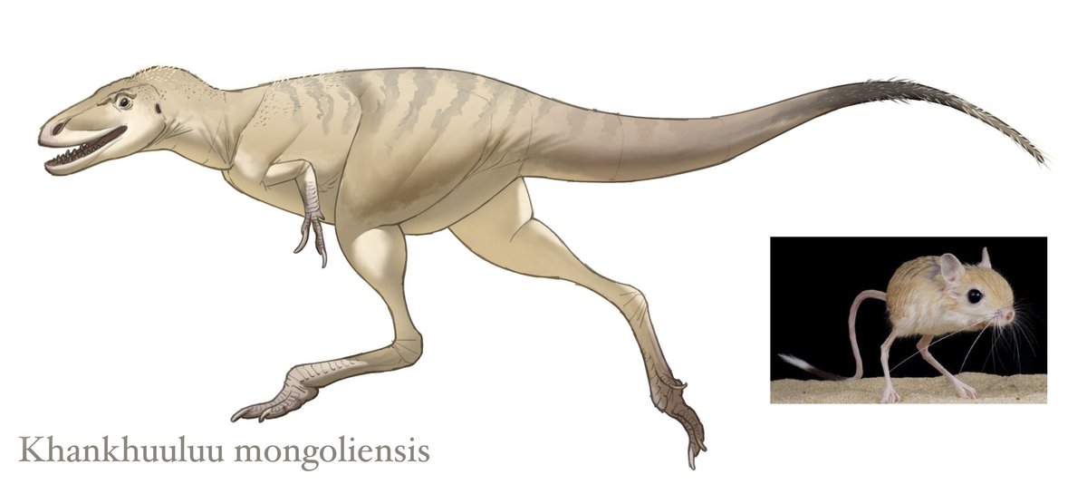Khankhuuluu mongoliensis

The newly identified theropod from last night has a short torso and long legs, which are its most obvious features, similar to a jerboa.