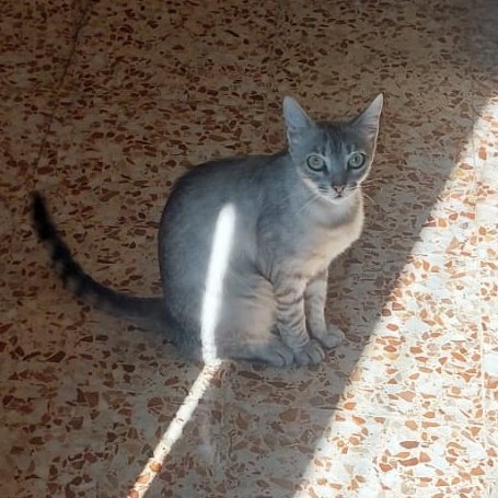 Necesitamos vuestra ayuda urgentemente 🆘🆘🆘

Buscamos acogida o adopción para Daenerys. Hace unos días cumplió los dos años de edad, es guapísima, majísima y pequeña de tamaño 😍

Para acogida, cubrimos todos los gastos!