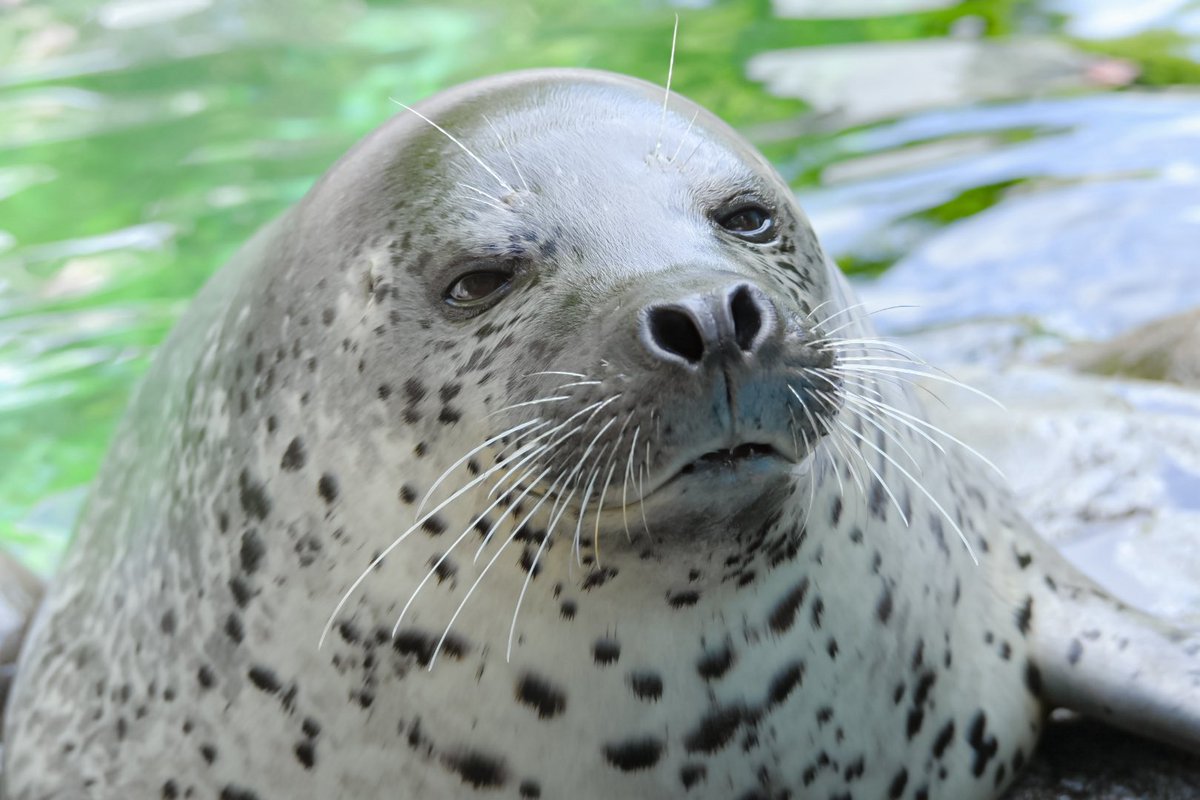 餌やり体験の際のひまちゃん🌻
もういい？って冷めた表情がとってもよい