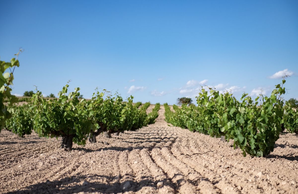 #Vigneronsitaliani alla conquista della #Spagna: #FantiniWines rileva la #cantina ex #VentaLaVega in #CastillaLaMancha. Integrandola con la #controllataspagnola #FincaFella e decuplicando la produzione (da #vecchieviti), potrebbe diventare l’azienda più grande del gruppo,