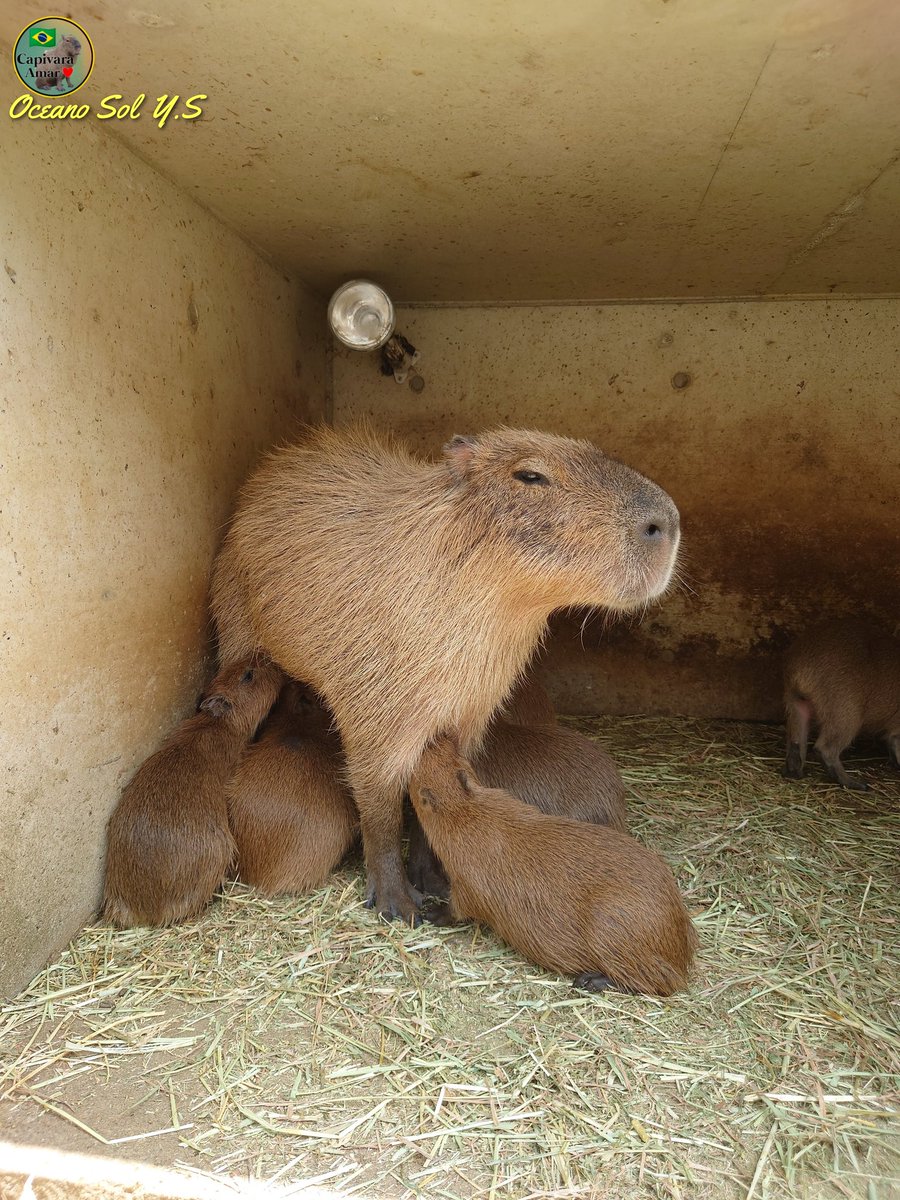 かぴばら 齋藤 洋平 on X