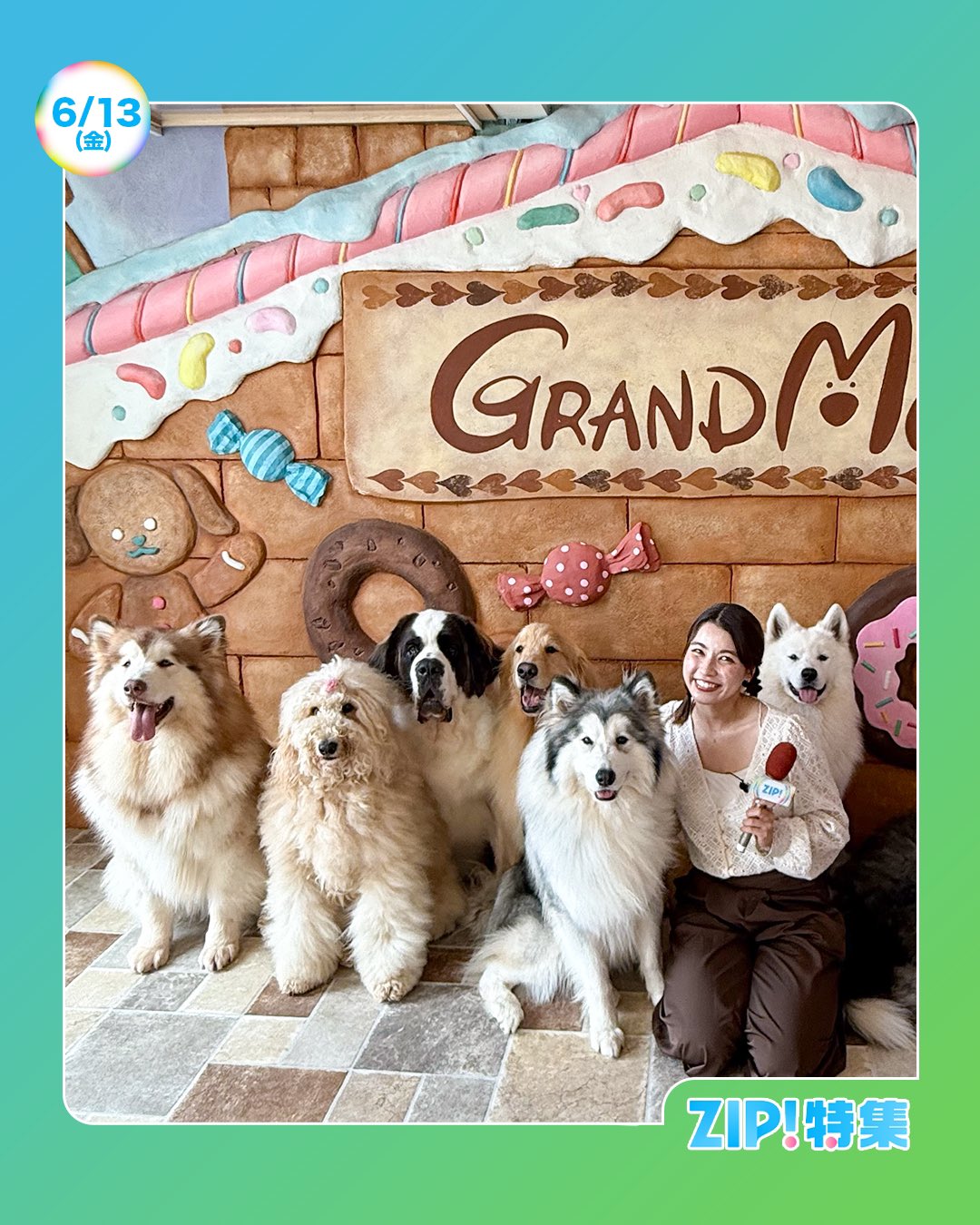 大型犬カフェGRAND MOU《ぐらんむー》 on X: 