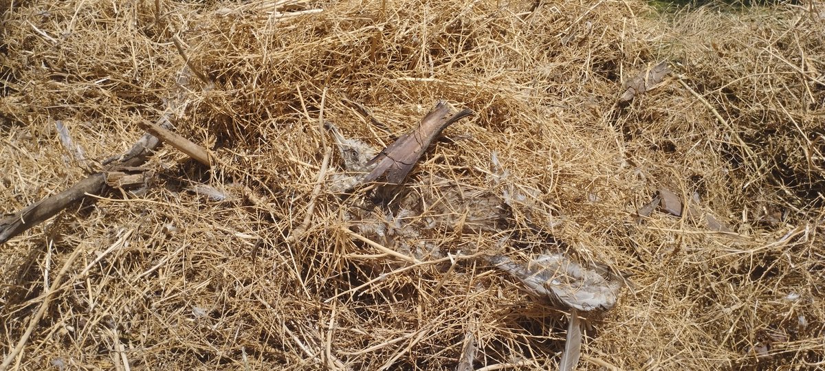 El islote del lago del parque Huelin debería estar mejor conservado para no tener que desbrozarlo totalmente al secarse, siendo un lugar de sombra y cobijo para los animales que están allí. Cumplan las normas del parque: "respeten a los animales y plantas". Aún están los restos.