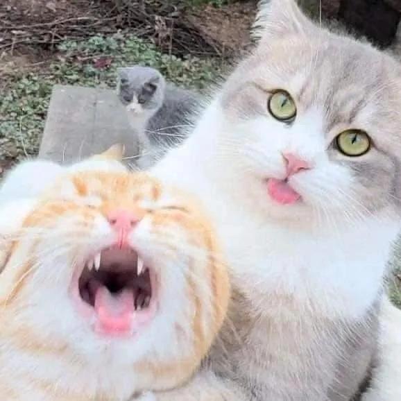 AAAAAAAAAAAAA