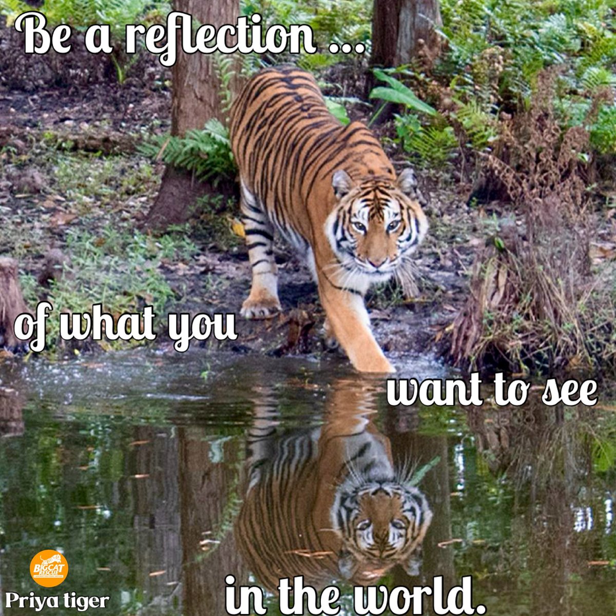 “Be a reflection of what you want to see in the world.” 

#PriyaTiger #BigCatRescue #Tiger #Cat #Thursday #Reflection #World #Kindness #KindnessMatters #Inspire #Inspiration #Inspiration