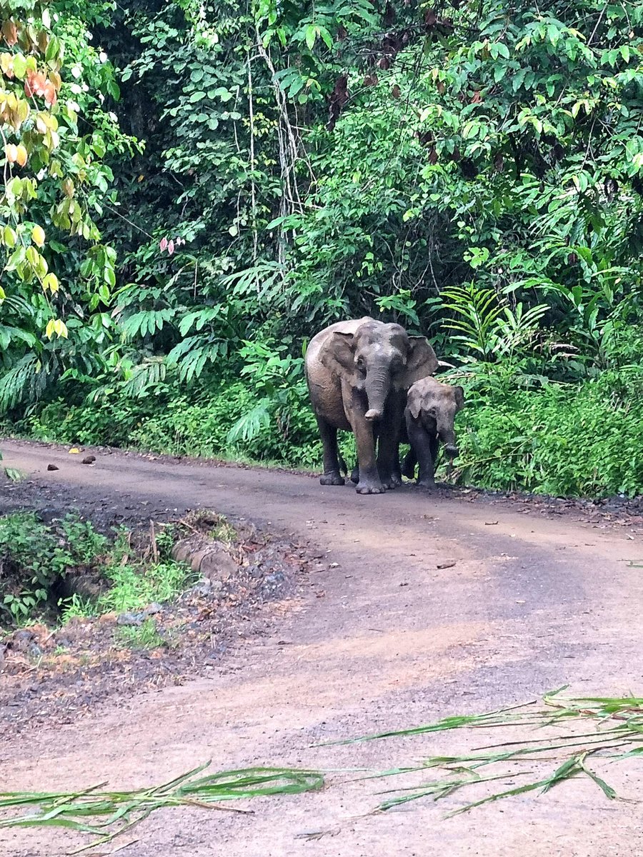 What started off as a hot, grey, overcast day became something magical...

Bornean Orangutan mum with tiny baby - what an absolute joy!

And as if that wasn't special enough, Pygmy Elephants showed up to the party too

Forever ♡ the rainforest 

#Borneo #JungleAdventure #Nature