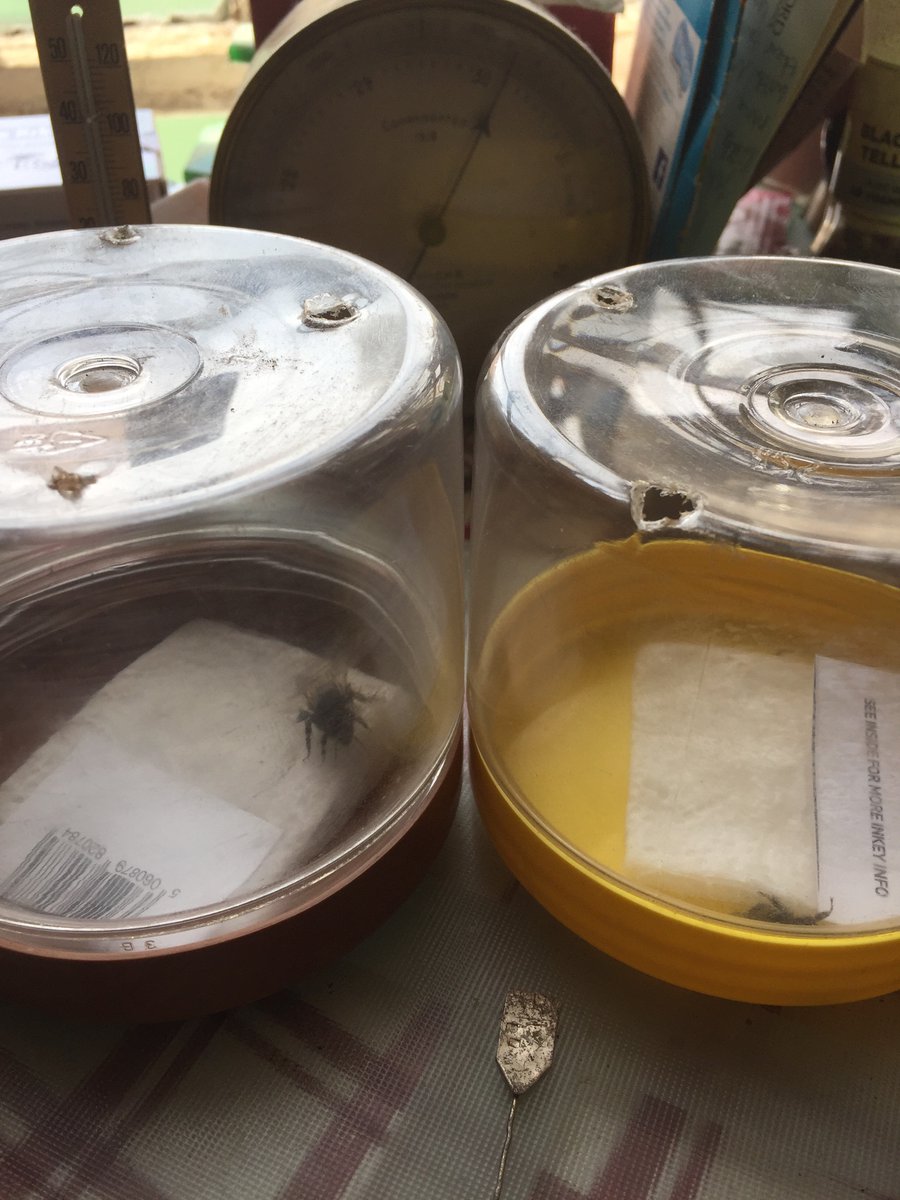 Bumble bees today: Two silly sausages from the stairwell window. Taking nutrients &amp; will be ok to release soon. The chap in the brown unit, an urgent rescue as he had landed right by the large and lively spider's lair! When any return, puss-cat largely ignores them, thankfully.