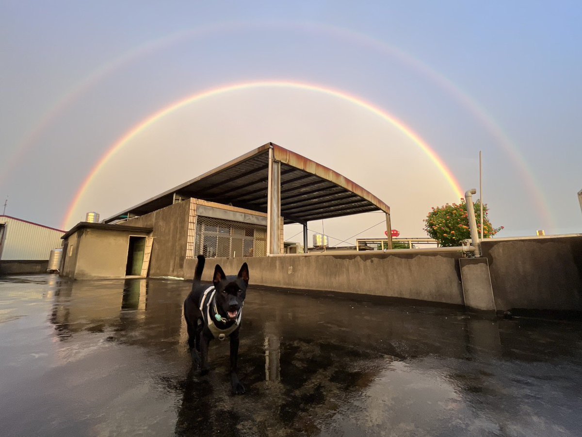 可愛的狗狗與彩虹🌈
