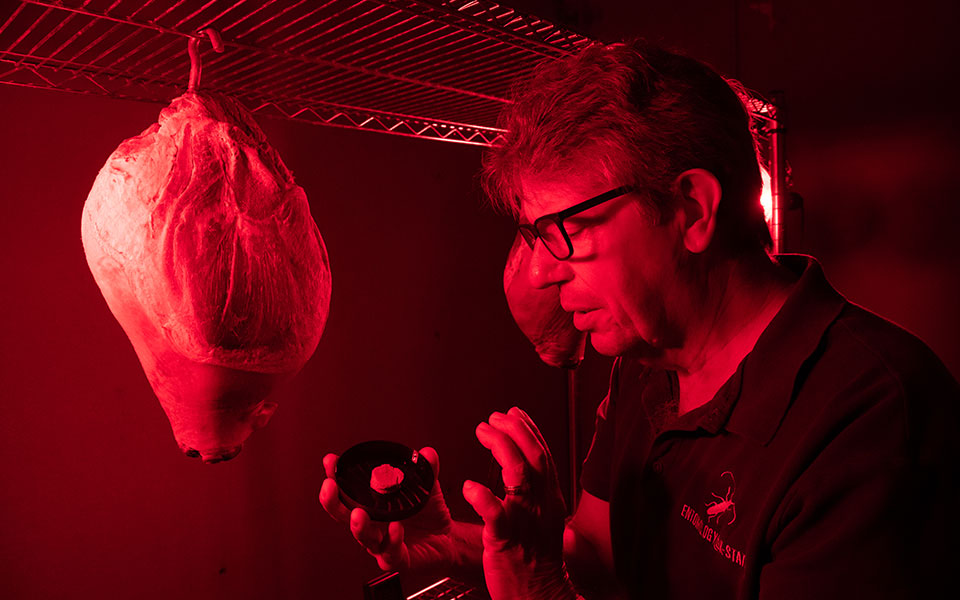K-State Research and Extension (@kstatere) on Twitter photo K-State entomologists are using egg shells to develop pesticides that can help protect dry-cured ham from damaging mites. ksre-learn.com/protecting-sto… #KSRE #ksleg K-State entomologists are using egg shells to develop pesticides that can help protect dry-cured ham from damaging mites. ksre-learn.com/protecting-sto… #KSRE #ksleg