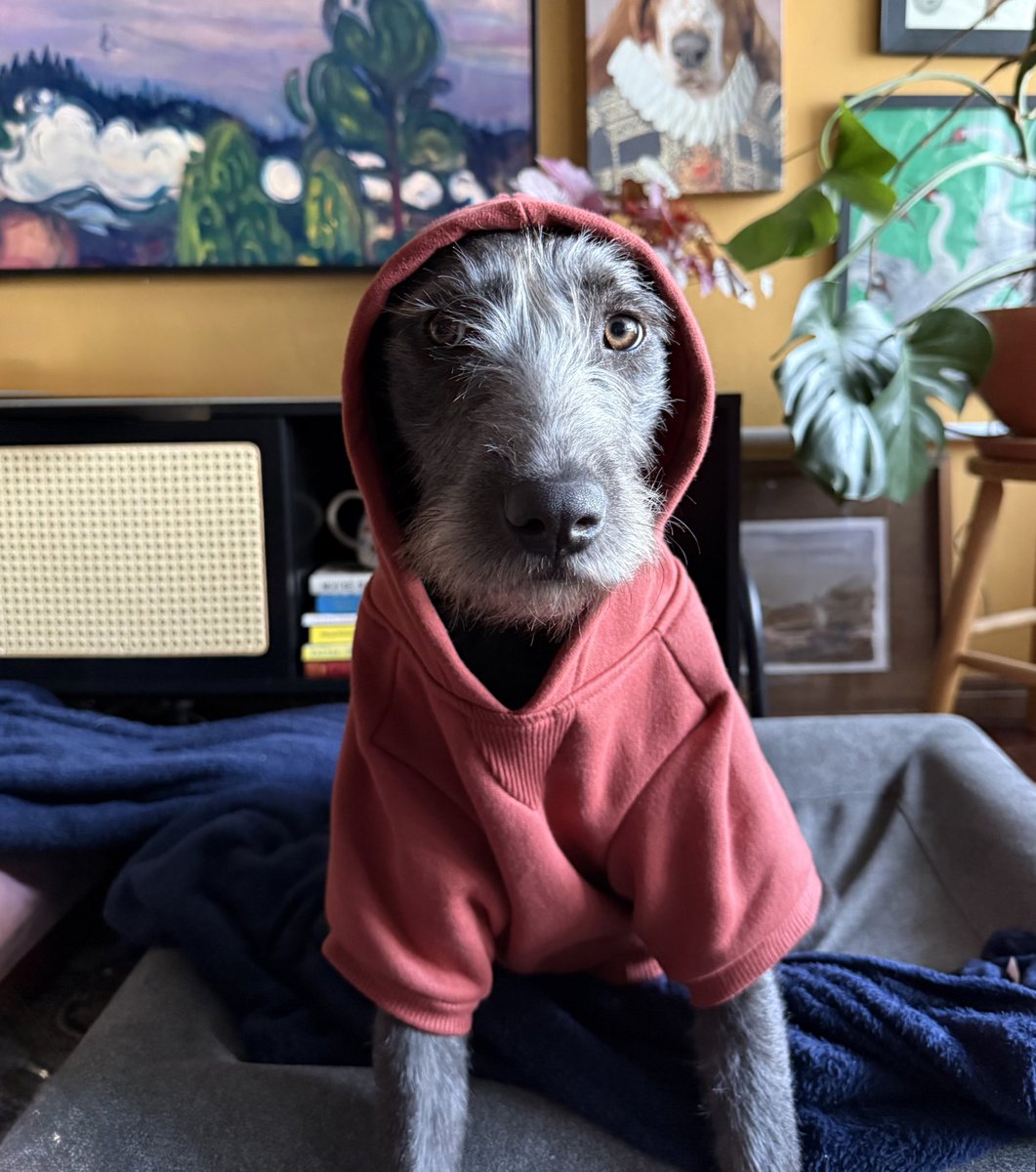 Quando tu tá tendo uma crise de identidade e não sabe se é a chapeuzinho vermelho ou o lobo mau