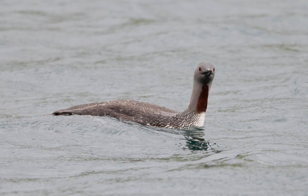 ShetlandWild's tweet image. A few pics from our 31 May - 7 June 2025 &apos;Ultimate Shetland&apos; tour. shetlandwildlife.co.uk/holidays/wildl…