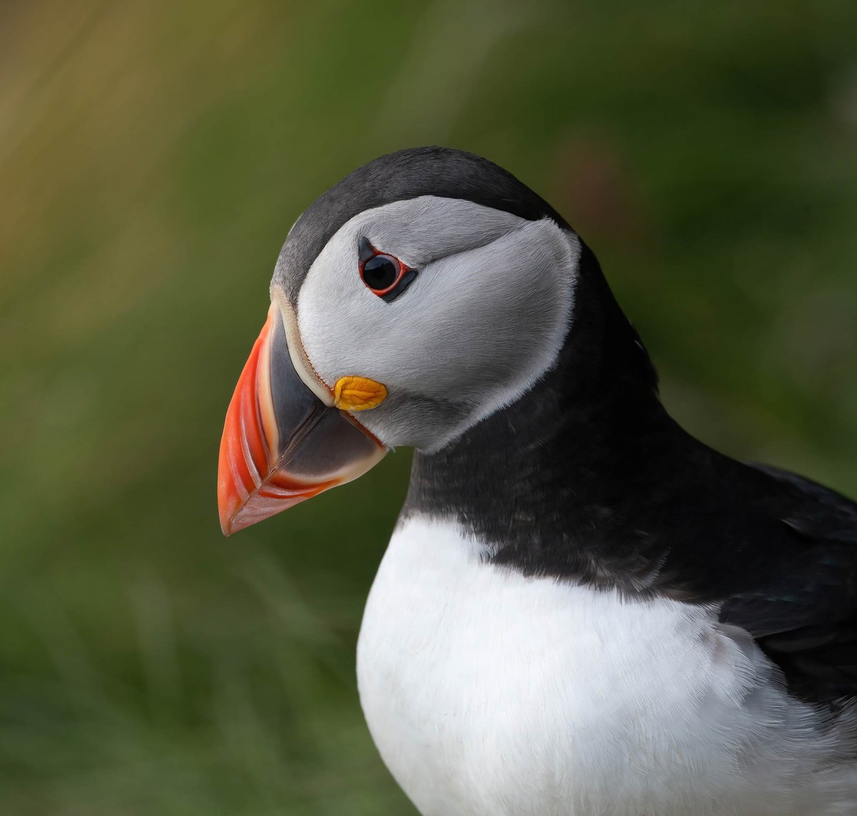 ShetlandWild's tweet image. A few pics from our 31 May - 7 June 2025 &apos;Ultimate Shetland&apos; tour. shetlandwildlife.co.uk/holidays/wildl…