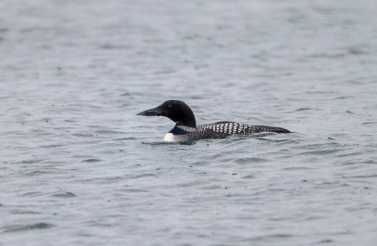 ShetlandWild's tweet image. A few pics from our 31 May - 7 June 2025 &apos;Ultimate Shetland&apos; tour. shetlandwildlife.co.uk/holidays/wildl…