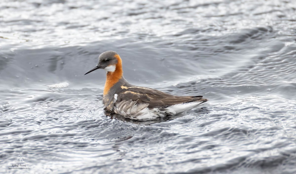 ShetlandWild's tweet image. A few pics from our 31 May - 7 June 2025 &apos;Ultimate Shetland&apos; tour. shetlandwildlife.co.uk/holidays/wildl…