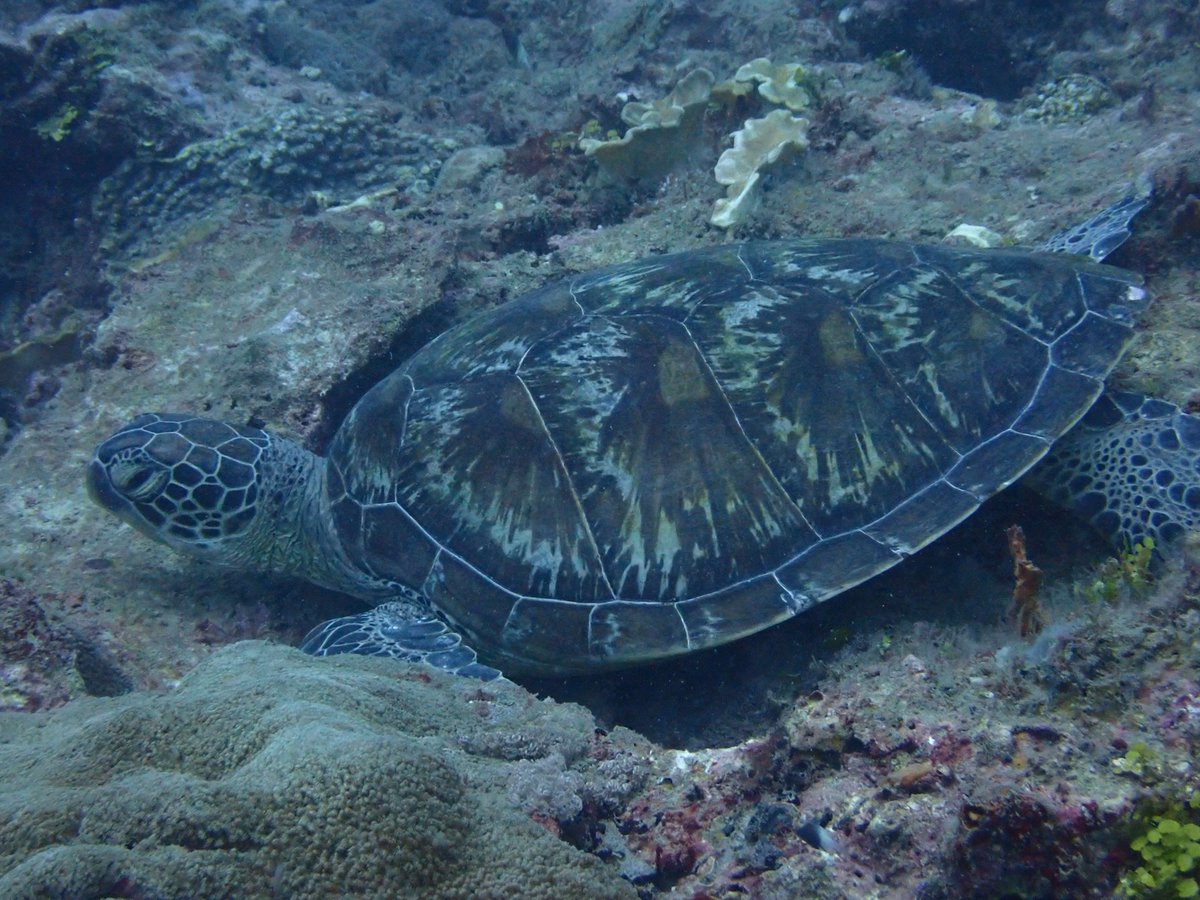 TurtleSyndicate's tweet image. some adoption updates