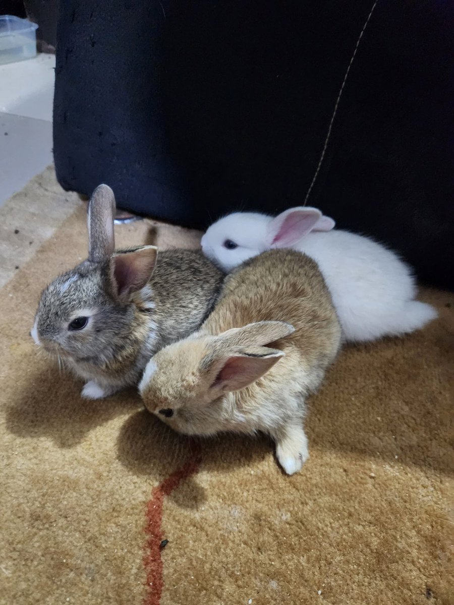 olalekeboluwat1's tweet image. Hi everyone, I have 3+months old rabbits for sale; New Zealand white and Red and Chinchilla breeds, disease free and well kept. Rabbit meat is also good for people who are diabetic and have heart issues