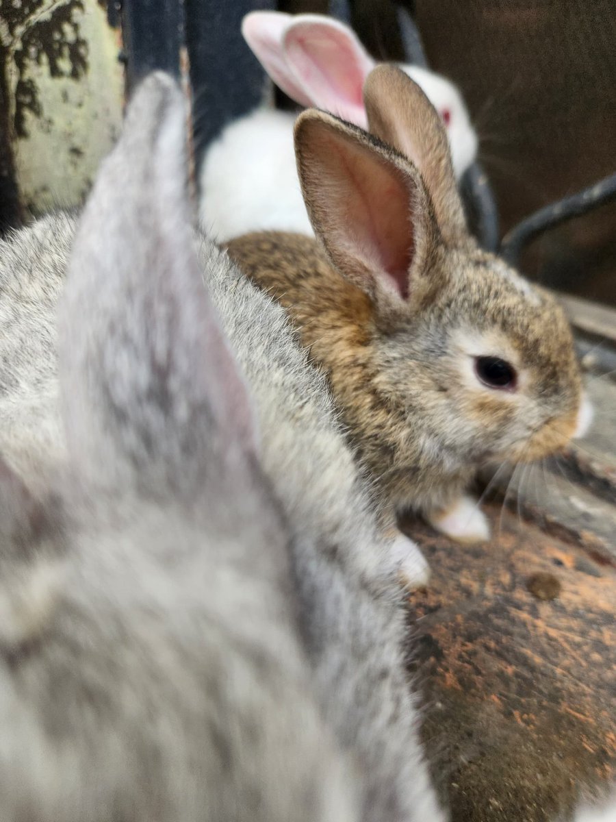 olalekeboluwat1's tweet image. Hi everyone, I have 3+months old rabbits for sale; New Zealand white and Red and Chinchilla breeds, disease free and well kept. Rabbit meat is also good for people who are diabetic and have heart issues