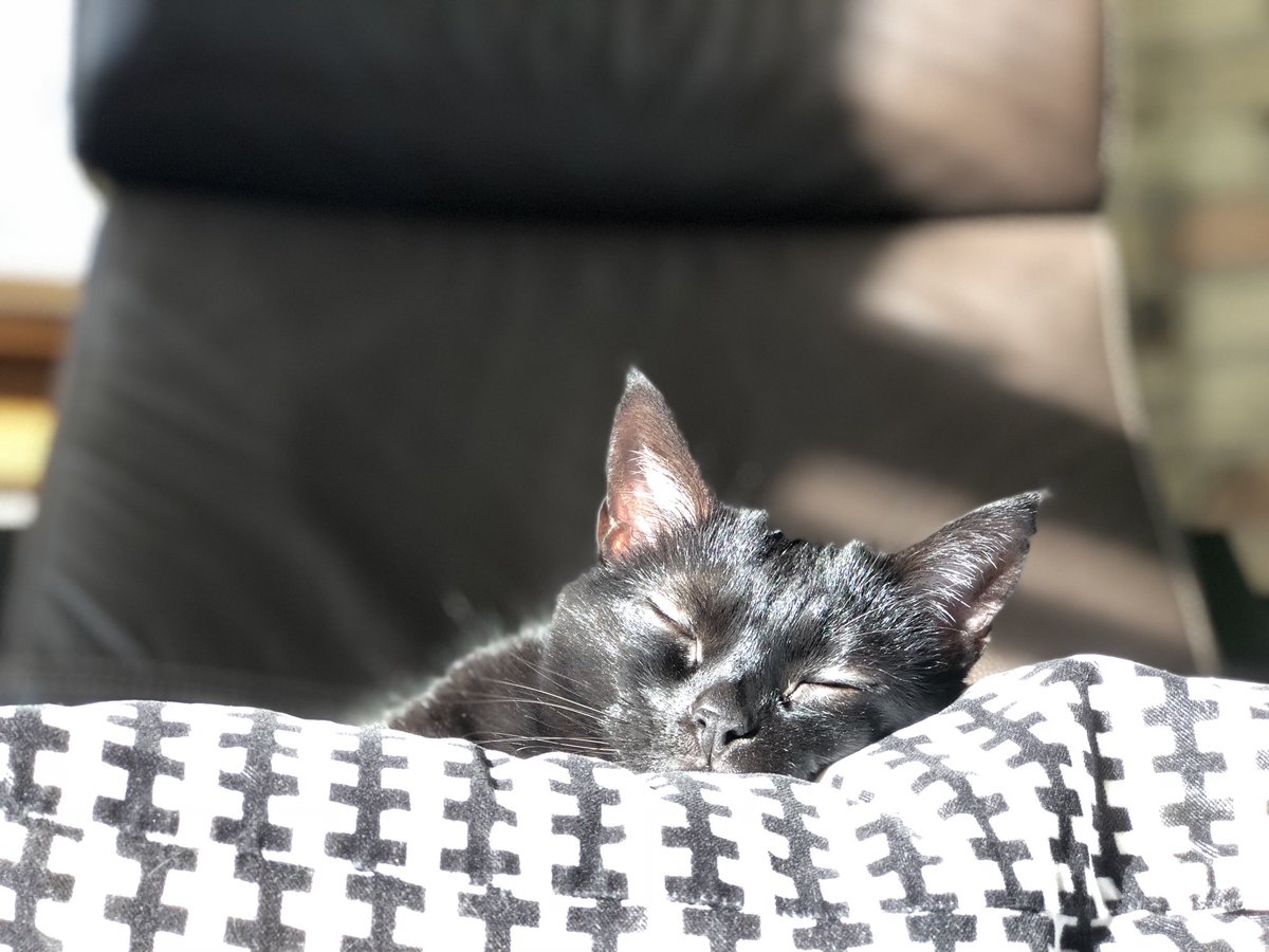 Our 19-year-old sunshine girl, Rogue, crossed the rainbow bridge on Tuesday, June 10th 🌈 She died peacefully at home, surrounded by beautiful flowers, the gentle sound of wind chimes and sunshine on her beautiful face 🐈‍⬛ God only knows what we’ll be without her 💔