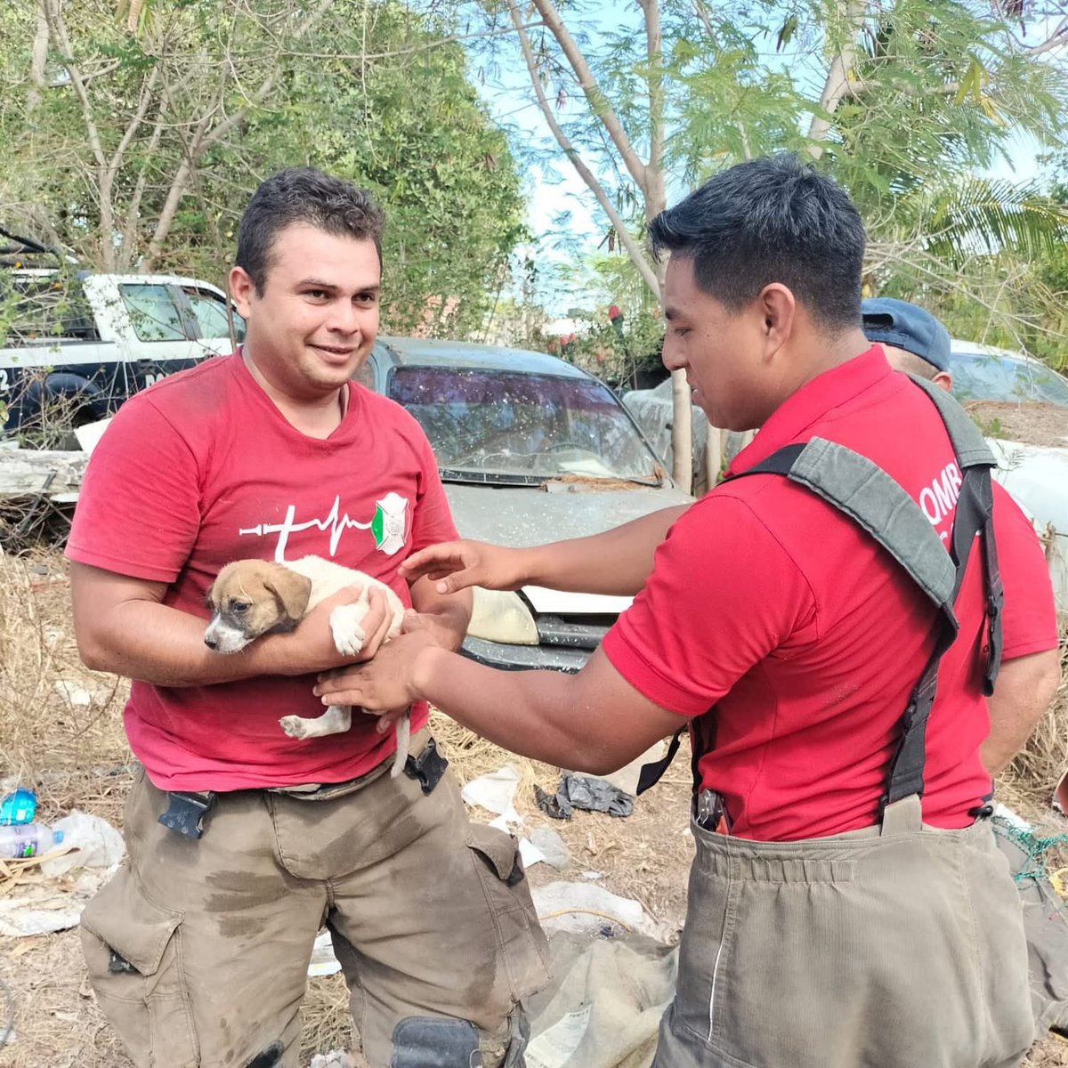 El día de ayer nuestro equipo de <a href="/BomberosCancun/">Bomberos Cancun</a> atendió el reporte de un perrito que cayó en un hueco de cenote de 7 metros de profundidad.🐶🚒

El rescate fue complejo por las dimensiones del orificio, pero se logró rescatar utilizando una cuerda y un tubo adaptados. (1/2)