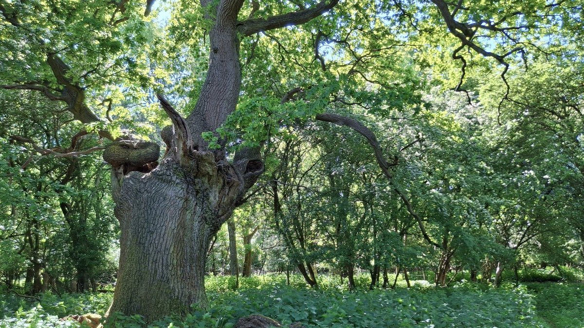 ATF Essex field trip to Hatfield Forest

Join ATF Essex on a visit to Hatfield Forest; exploring the ancient and veteran hornbeam and oak pollards.
 
Saturday 5th July 2025
10.00am

For more info: tinyurl.com/2d7vd53y