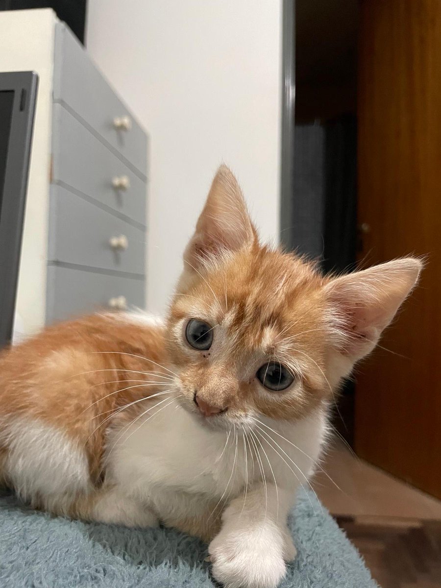 patitasdelsurr's tweet photo. Hola, soy Tino😺tengo aprox 2 meses, estoy desparacitado, uso mis piedritas y puedo quedarme solo! Soy muy curioso, juguetón y me encanta dormir siestas largas. Estoy buscando una familia que me llene de amor y mimos, me das la oportunidad de ser parte de tu hogar? 🏡 https://t.co/x0hedOqBq2